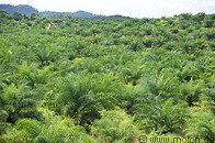 02 Oil palm plantation