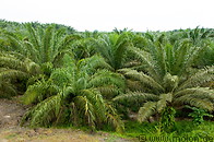 06 Oil palms
