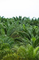 07 Oil palms
