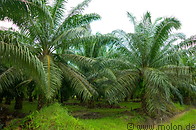 11 Oil palms