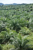 17 Oil palm plantation