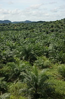 18 Oil palm plantation