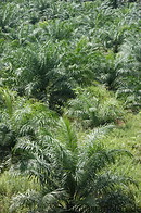 21 Young oil palms