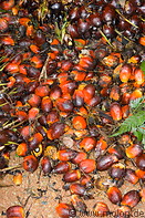 25 Oil palm fruit