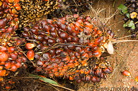 29 Oil palm fruit clusters