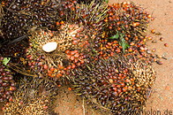 31 Oil palm fruit clusters