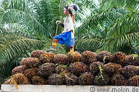 34 Truck carrying oil palm fruit clusters and plantation worker