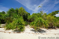23 Pandanus tectorius beach vegetation