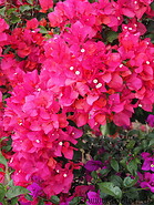 08 Pink Bougainvillea flowers