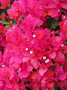09 Pink Bougainvillea flowers