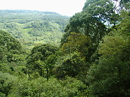 06 View from canopy walkway