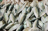 16 Fresh fish for sale