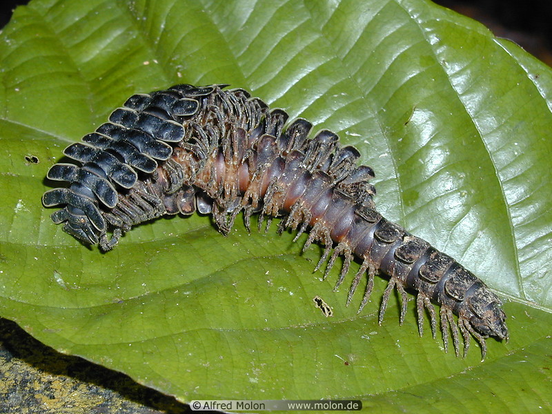 05 Centipede shedding skin