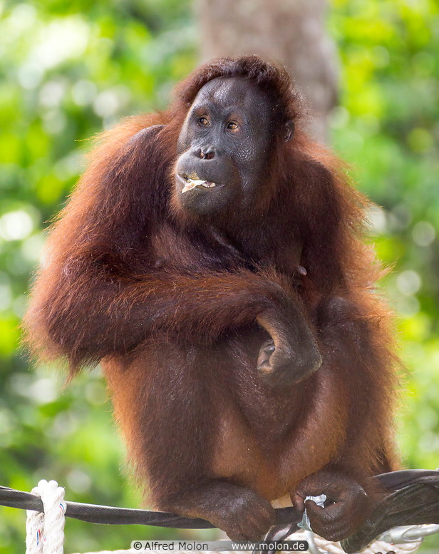 12 Orangutan