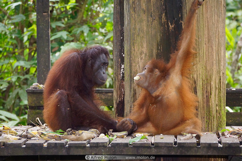 15 Young and old orangutan