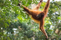08 Young orangutan
