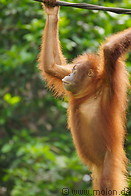 11 Young orangutan