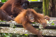 13 Young and old orangutan
