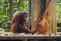 15 Young and old orangutan