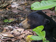 09 Malayan sun bear