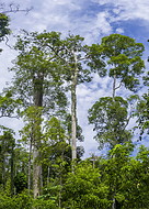 21 Rainforest treetops
