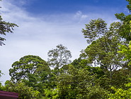 24 Rainforest treetops