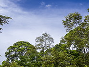 25 Rainforest treetops
