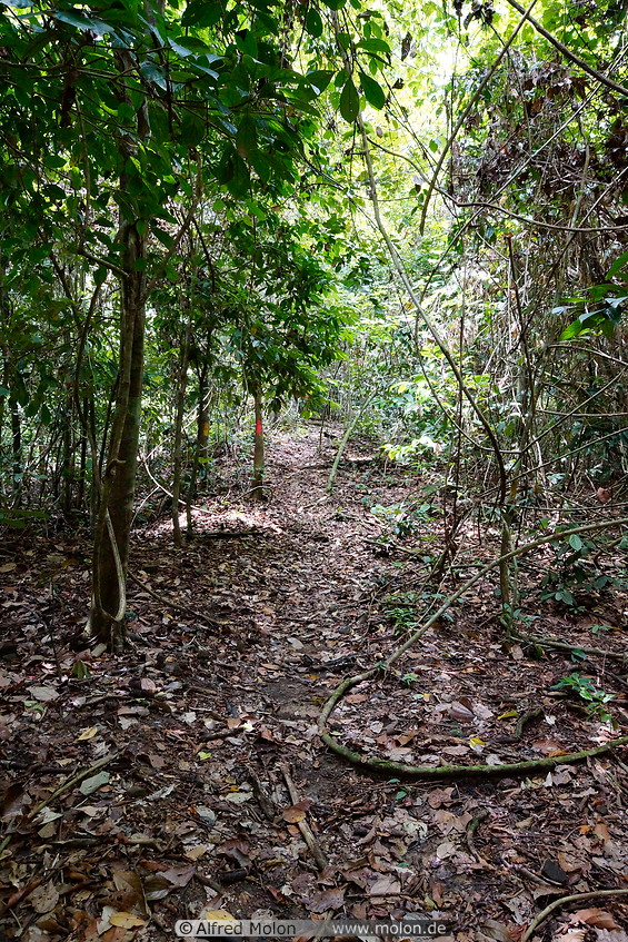 05 Jungle trail