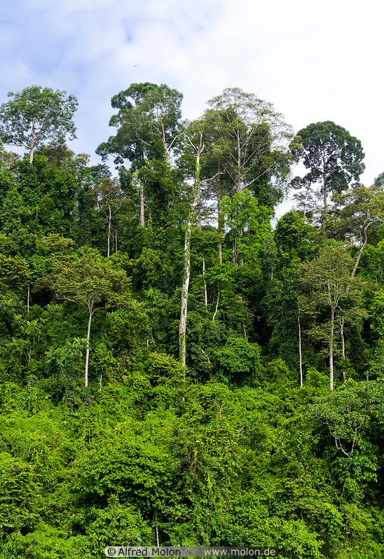 20 Tropical rainforest