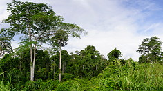 17 Rainforest and treetops