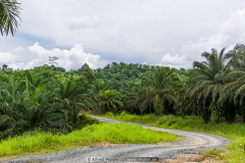 04 Gravel road across oil palm plantation