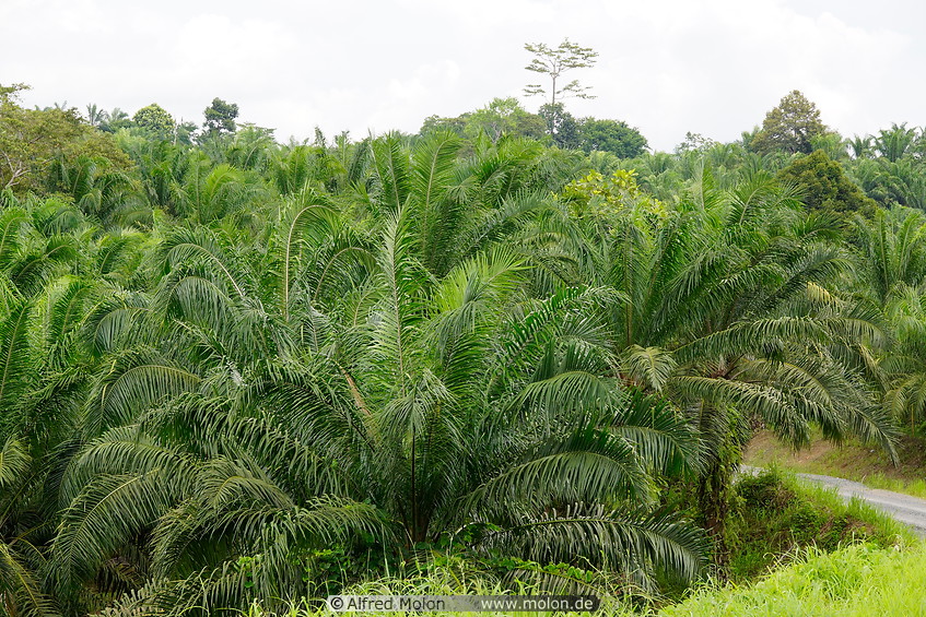 05 Oil palm plantation