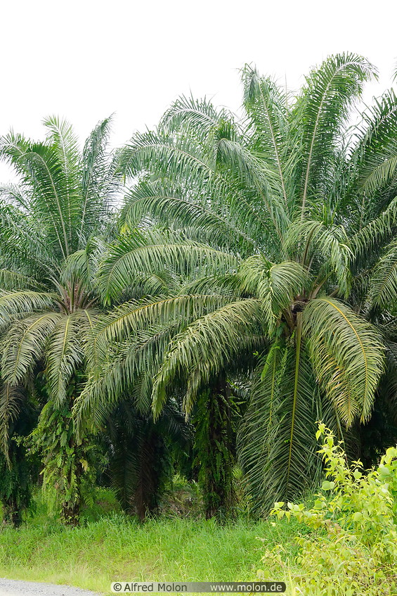 06 Oil palm plantation