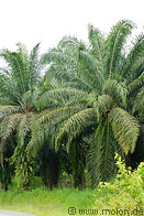 06 Oil palm plantation