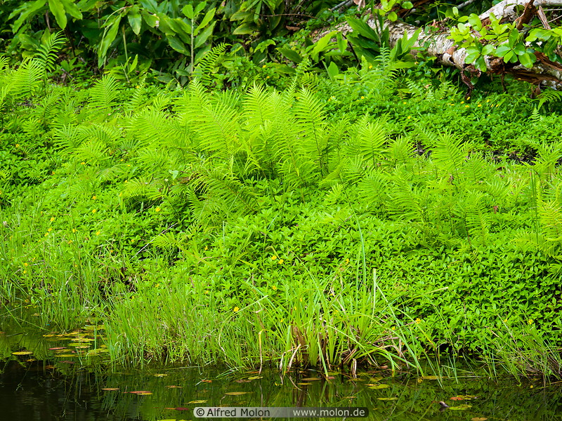 07 Ferns along pond