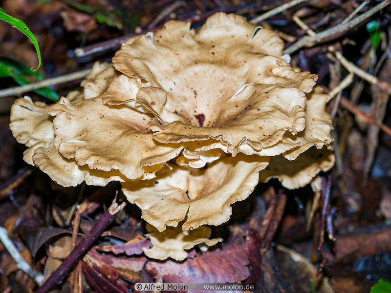 17 Grifola mushroom