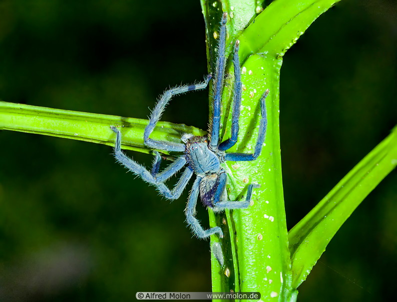31 Blue tarantula