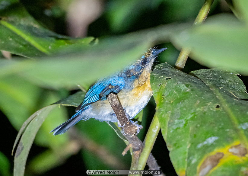 43 Malaysian blue flycatcher bird