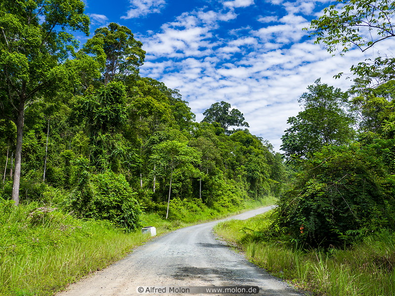 54 Forest road to Danum valley