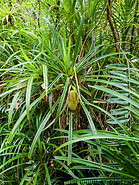 12 Pandanus palm