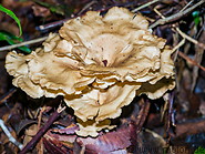 17 Grifola mushroom