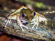 33 Meristogenys frog