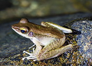 41 Meristogenys frog