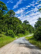53 Forest road to Danum valley