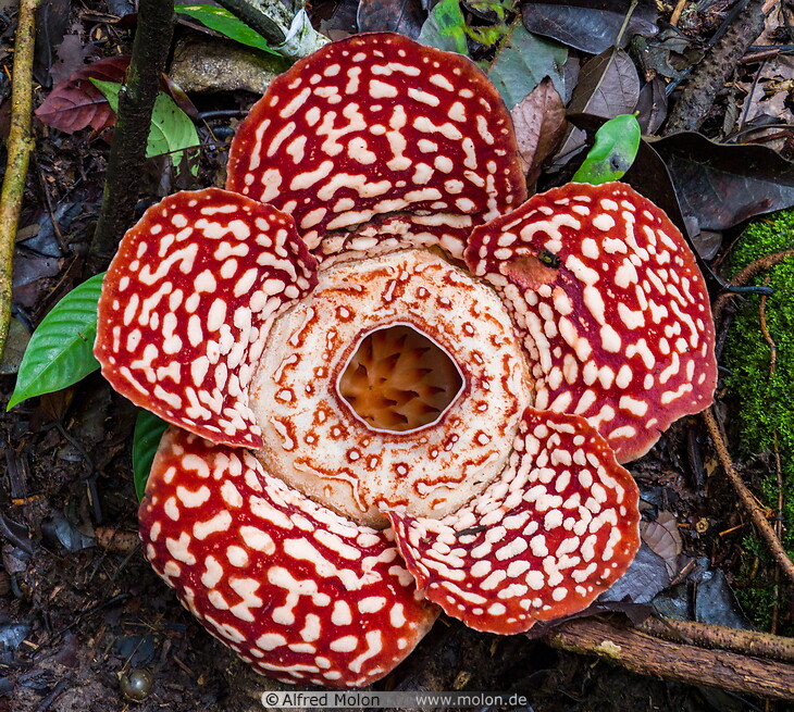 07 Rafflesia