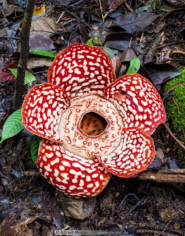 09 Rafflesia