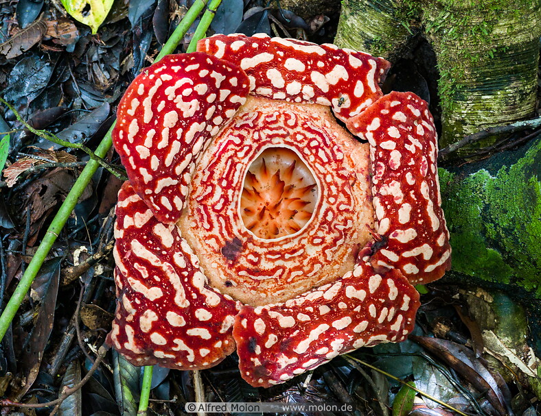 14 Rafflesia
