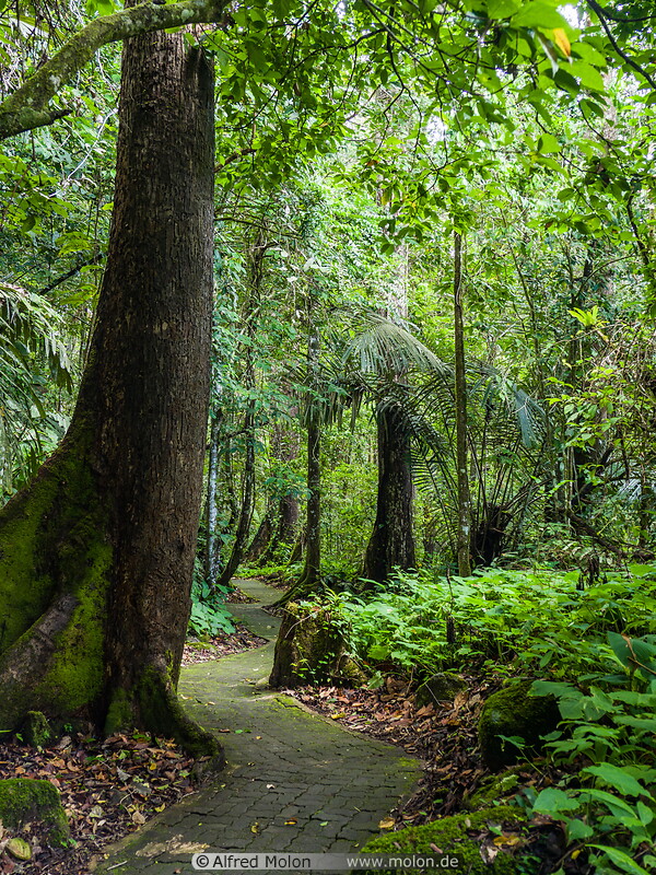 25 Mahua forest trail