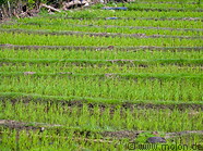 06 Rice field