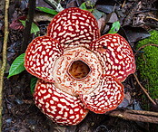 08 Rafflesia